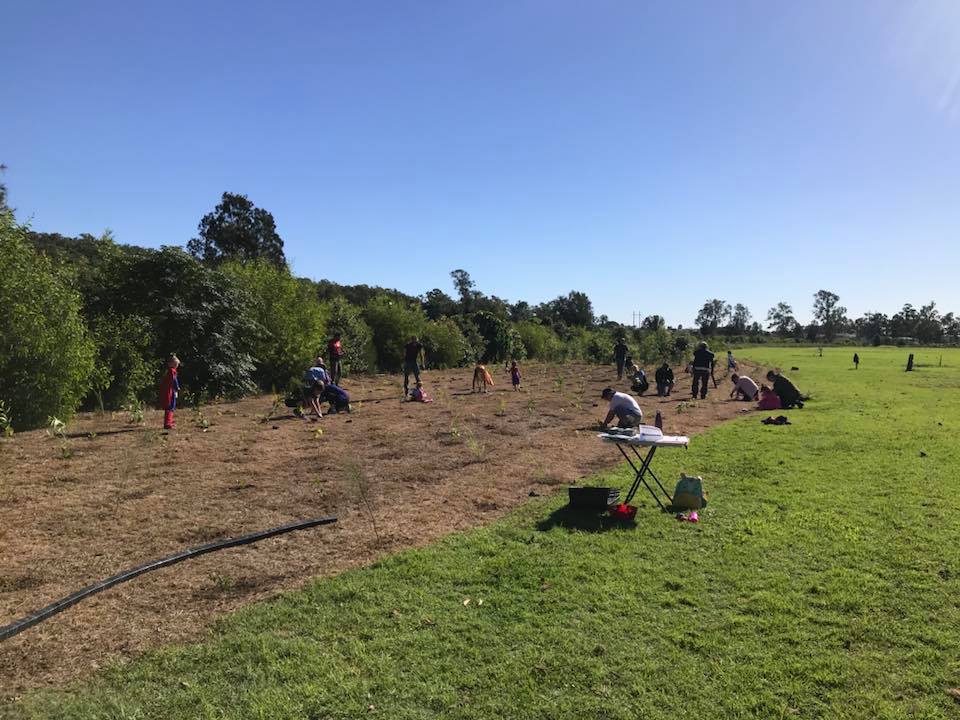 Tree Planting Oxenford